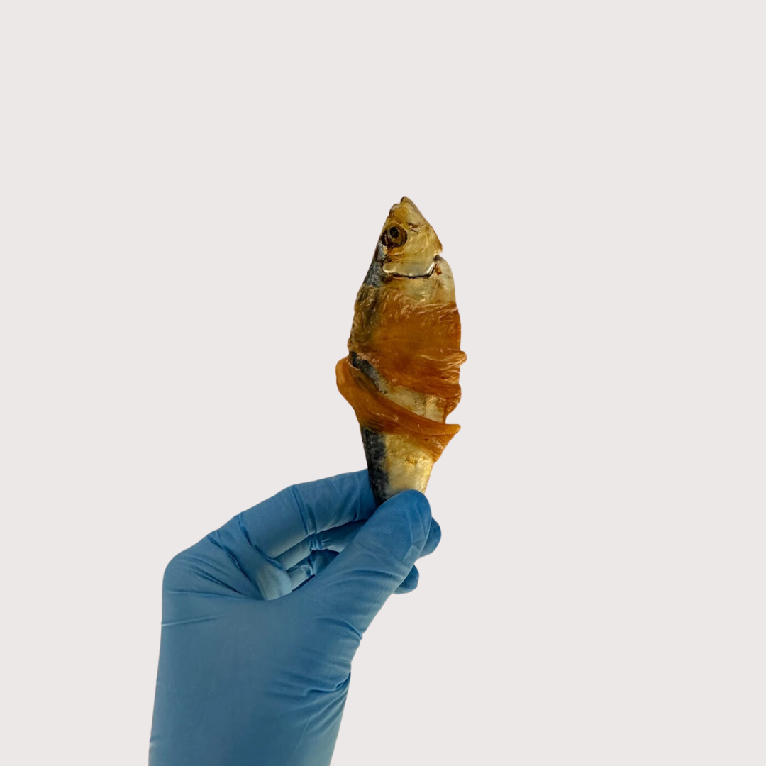 SARDINE WRAPPED WITH CHICKEN